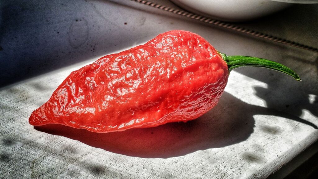 मीडिया रिपोर्ट्स के अनुसार भूत जोलोकिया सामान्य मिर्च की तुलना में लगभग 400 गुना अधिक तीखी होती है. इसका तीखापन इतना अधिक होता है कि इसे संभालते समय दस्ताने पहनना और आंखों से दूर रखना जरूरी होता है. खाने में थोड़ी मात्रा में भी इसका प्रयोग शरीर में गर्मी और मेटाबॉलिज़्म बढ़ाने के लिए किया जाता है. मीडिया रिपोर्ट्स के अनुसार भूत जोलोकिया सामान्य मिर्च की तुलना में लगभग 400 गुना अधिक तीखी होती है. इसका तीखापन इतना अधिक होता है कि इसे संभालते समय दस्ताने पहनना और आंखों से दूर रखना जरूरी होता है. खाने में थोड़ी मात्रा में भी इसका प्रयोग शरीर में गर्मी और मेटाबॉलिज़्म बढ़ाने के लिए किया जाता है.