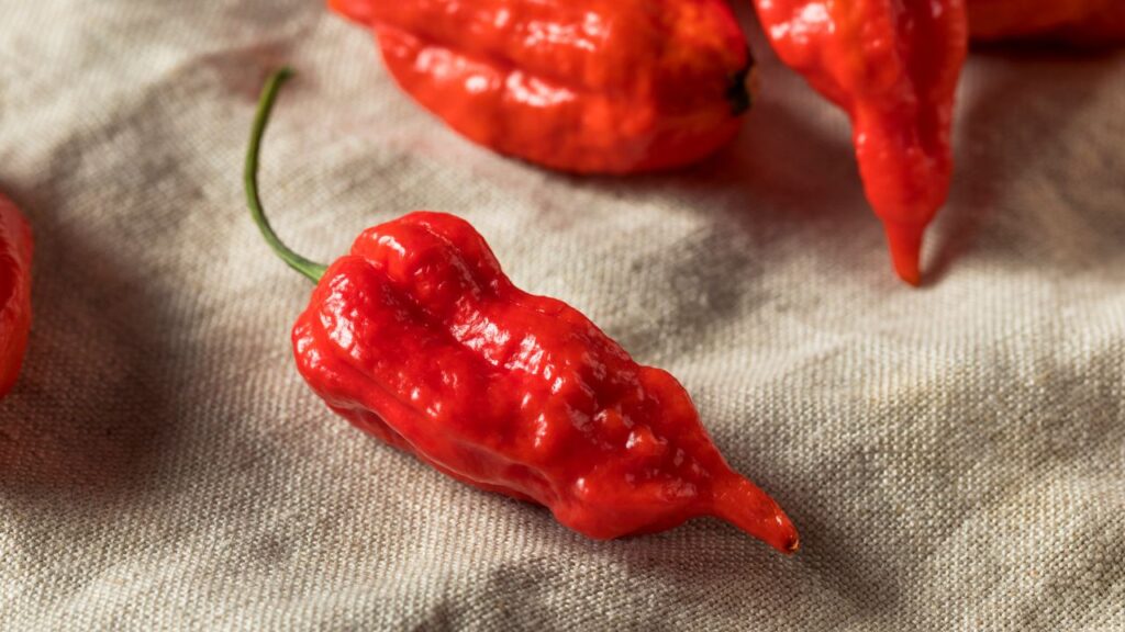 कैरोलीना रीपर और भूत जोलोकिया मिर्चों की तीखी प्रकृति के कारण घरेलू और अंतरराष्ट्रीय बाजार में उच्च मांग में हैं. मसाले, चटनी और अन्य व्यंजनों में इनका प्रयोग होता है. किसानों के लिए यह आर्थिक रूप से लाभकारी फसल साबित हो रही है. कैरोलीना रीपर और भूत जोलोकिया मिर्चों की तीखी प्रकृति के कारण घरेलू और अंतरराष्ट्रीय बाजार में उच्च मांग में हैं. मसाले, चटनी और अन्य व्यंजनों में इनका प्रयोग होता है. किसानों के लिए यह आर्थिक रूप से लाभकारी फसल साबित हो रही है.