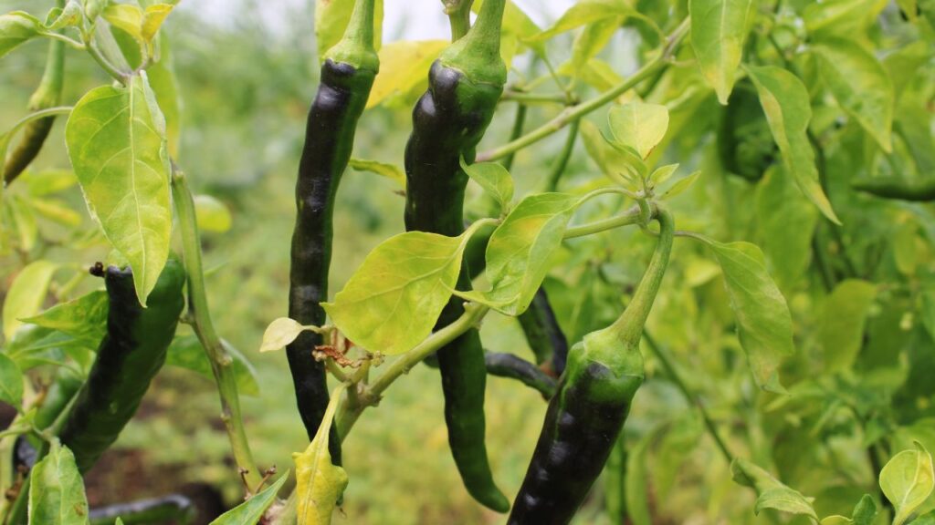 गमले को ऐसी जगह रखें जहां रोजाना कम से कम 5–6 घंटे धूप मिले. अगर पौधा घर के अंदर उगा रहे हैं तो खिड़की या बालकनी सबसे बेहतर स्थान है.
