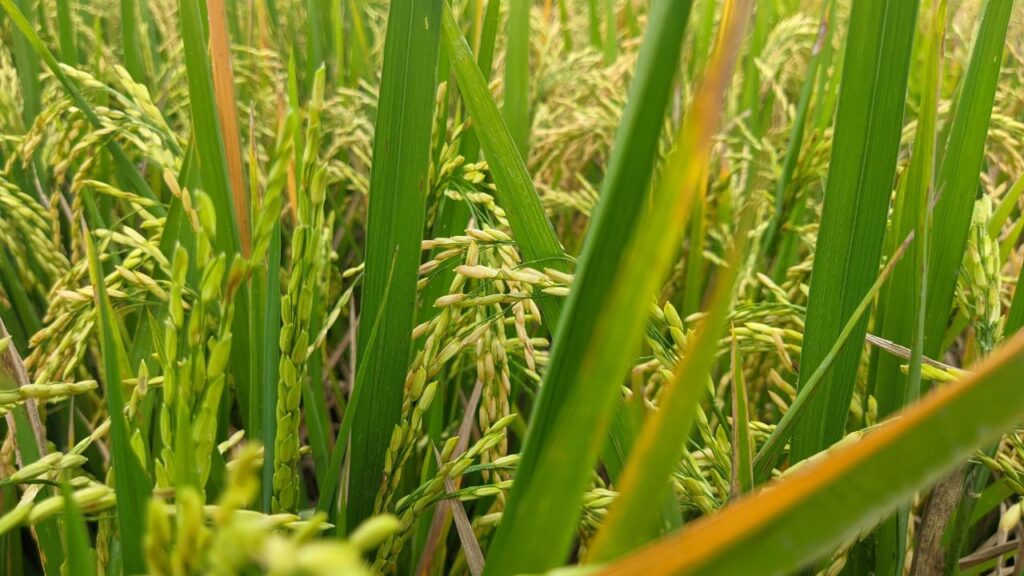 रासायनिक उर्वरकों का अधिक इस्तेमाल मिट्टी की गुणवत्ता को खराब करता है और फसल की सेहत पर नकारात्मक प्रभाव डालता है, इसलिए जैविक खाद और प्राकृतिक तरीकों से खेती करना फायदेमंद रहता है. रासायनिक उर्वरकों का अधिक इस्तेमाल मिट्टी की गुणवत्ता को खराब करता है और फसल की सेहत पर नकारात्मक प्रभाव डालता है, इसलिए जैविक खाद और प्राकृतिक तरीकों से खेती करना फायदेमंद रहता है.