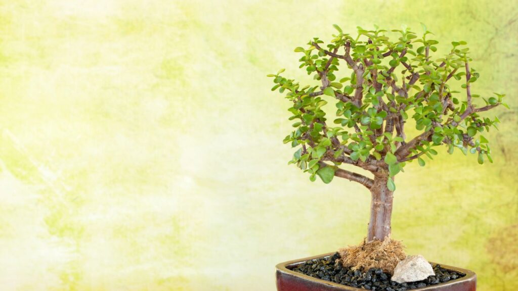 Jade Bonsai (जेड बोनसाई): जेड बोनसाई कम देखभाल में भी लंबे समय तक टिका रहता है. यह पौधा हर तरह के इनडोर कंडीशन में उग जाता है, बस इसे धूप की थोड़ी ज़रूरत होती है.
Jade Bonsai (जेड बोनसाई): जेड बोनसाई कम देखभाल में भी लंबे समय तक टिका रहता है. यह पौधा हर तरह के इनडोर कंडीशन में उग जाता है, बस इसे धूप की थोड़ी ज़रूरत होती है.