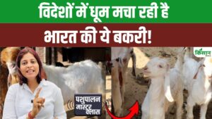 इस भारतीय नस्ल की बकरी की विदेशों में हाई डिमांड, रोजाना देती है 5 लीटर दूध