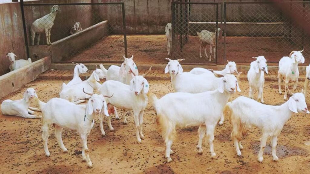 जमुनापारी नस्ल: बड़ी और आकर्षक कद-काठी वाली यह नस्ल दूध और मांस दोनों में शानदार है. इसकी पहचान 