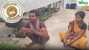 ग्राफ्टिंग तकनीक से टमाटर उगा रहे किसान राजेंद्र, 60 हजार पौधे तैयार कर 50 एकड़ जमीन में खेती से बदली जिंदगी