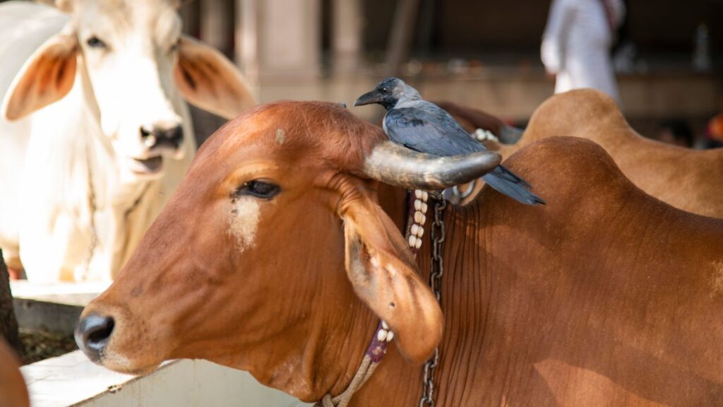 योजना के अनुसार डेयरी खोलने पर कुल लागत का 15% हिस्सा लाभार्थी को खुद लगाना होगा. इसके अलावा 35% राशि बैंक से लोन के रूप में मिलेगी और शेष 50% का बोझ सरकार अनुदान के रूप में उठाएगी. इस तरह किसानों पर आर्थिक दबाव कम होगा और डेयरी खोलना आसान बनेगा.