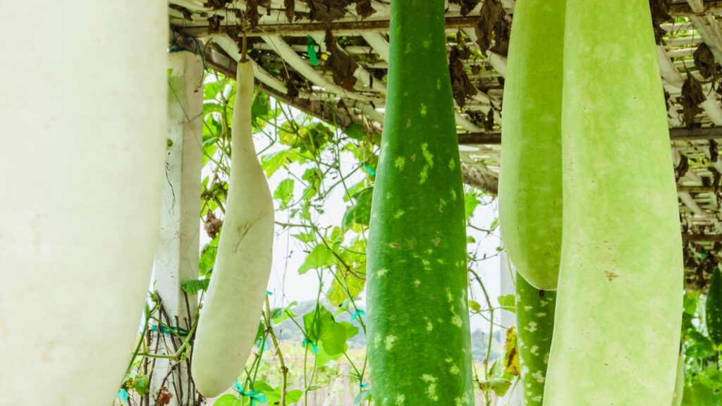 लौकी लगभग 50-60 दिन में कटाई के लिए तैयार हो जाती है. नियमित देखभाल, पानी और खाद देने से पौधे का उत्पादन बढ़ता है और आपको घर पर ही ताजी लौकी का आनंद मिलता है.