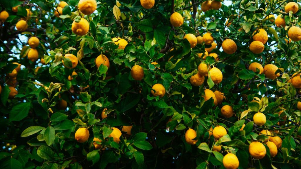 अगर पौधा बड़ा नहीं हो रहा या फल नहीं आ रहे, तो माइक्रो न्यूट्रिएंट्स का स्प्रे करें. ये बाजार में अलग-अलग नामों से मिलते हैं और फलन को बढ़ावा देते हैं. अगर पौधा बड़ा नहीं हो रहा या फल नहीं आ रहे, तो माइक्रो न्यूट्रिएंट्स का स्प्रे करें. ये बाजार में अलग-अलग नामों से मिलते हैं और फलन को बढ़ावा देते हैं.