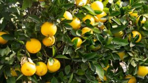 Lemon Farming: जड़ में डालें बकरी की बीट, नींबू से लद जाएगा पौधा.. बस करना होगा ये काम