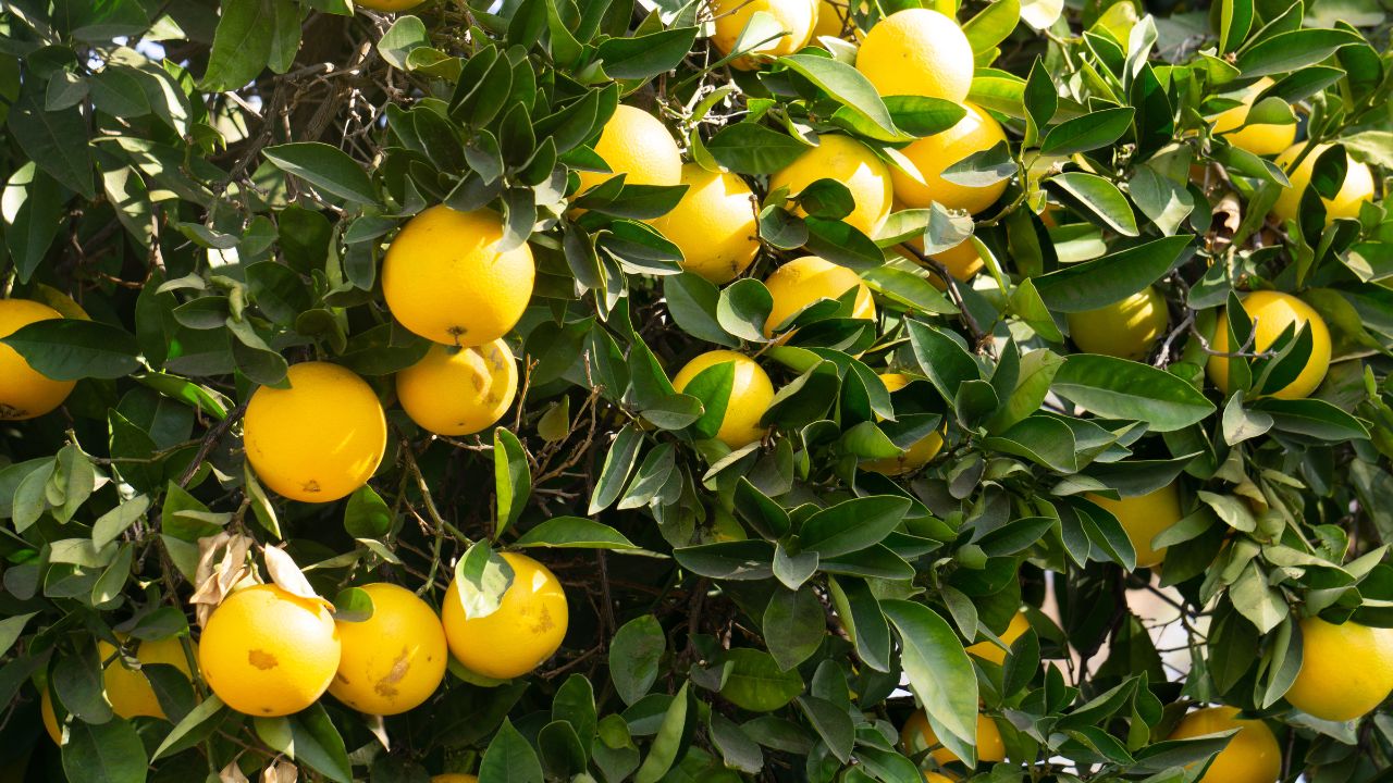 The right way to cultivate lemon