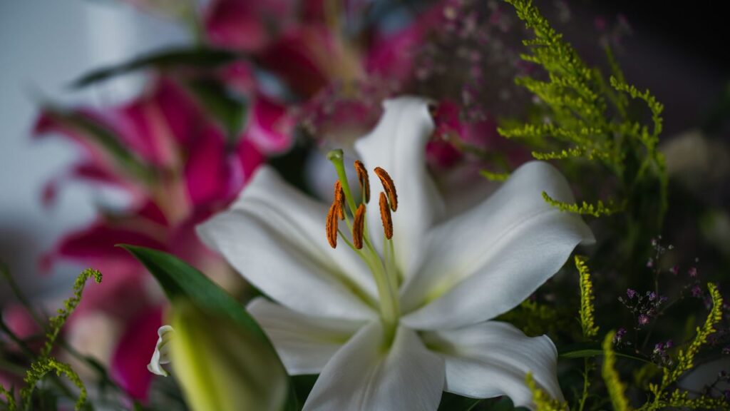 सबसे पहले गार्डन और पसंद के हिसाब से लिली की किस्म चुनें. ओरिएंटल लिली अपनी खुशबू के लिए, एशियाटिक लिली अपने रंगों और जल्दी फूल देने के लिए, जबकि टाइगर लिली धब्बेदार और बोल्ड लुक के लिए जानी जाती है. सबसे पहले गार्डन और पसंद के हिसाब से लिली की किस्म चुनें. ओरिएंटल लिली अपनी खुशबू के लिए, एशियाटिक लिली अपने रंगों और जल्दी फूल देने के लिए, जबकि टाइगर लिली धब्बेदार और बोल्ड लुक के लिए जानी जाती है.