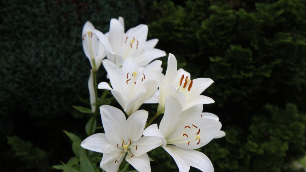 लिली ठंडे मौसम में अच्छी तरह पनपते हैं. इन्हें लगाने के लिए अक्टूबर से नवंबर का समय सबसे बेहतर माना जाता है. इस समय रोपण करने से पौधे जल्दी जड़ पकड़ते हैं और बेहतर फूल देते हैं. लिली ठंडे मौसम में अच्छी तरह पनपते हैं. इन्हें लगाने के लिए अक्टूबर से नवंबर का समय सबसे बेहतर माना जाता है. इस समय रोपण करने से पौधे जल्दी जड़ पकड़ते हैं और बेहतर फूल देते हैं.