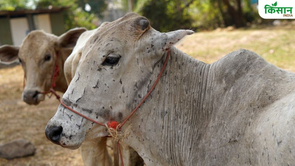 Animal Husbandry
