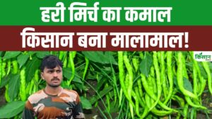 हरी मिर्च की खेती से एमपी के युवा किसान शिवम को फायदा, 2.5 लाख रुपये तक हो रही कमाई