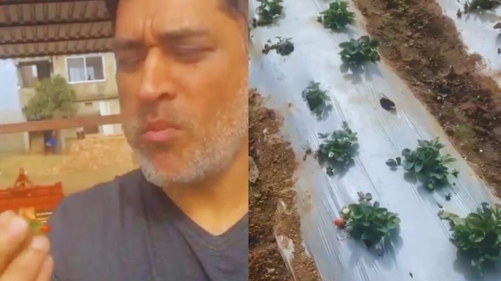 धोनी सिर्फ नाम के लिए फार्मर नहीं हैं. उन्होंने खुद सोशल मीडिया पर वीडियो शेयर किया है जिसमें वे ट्रैक्टर चलाकर खेत जोतते हुए नजर आते हैं. एक अन्य वीडियो में वह अपने फार्म की स्ट्रॉबेरी तोड़कर खाते भी दिखते हैं, जो दर्शाता है कि उन्हें खेती से कितना जुड़ाव है.