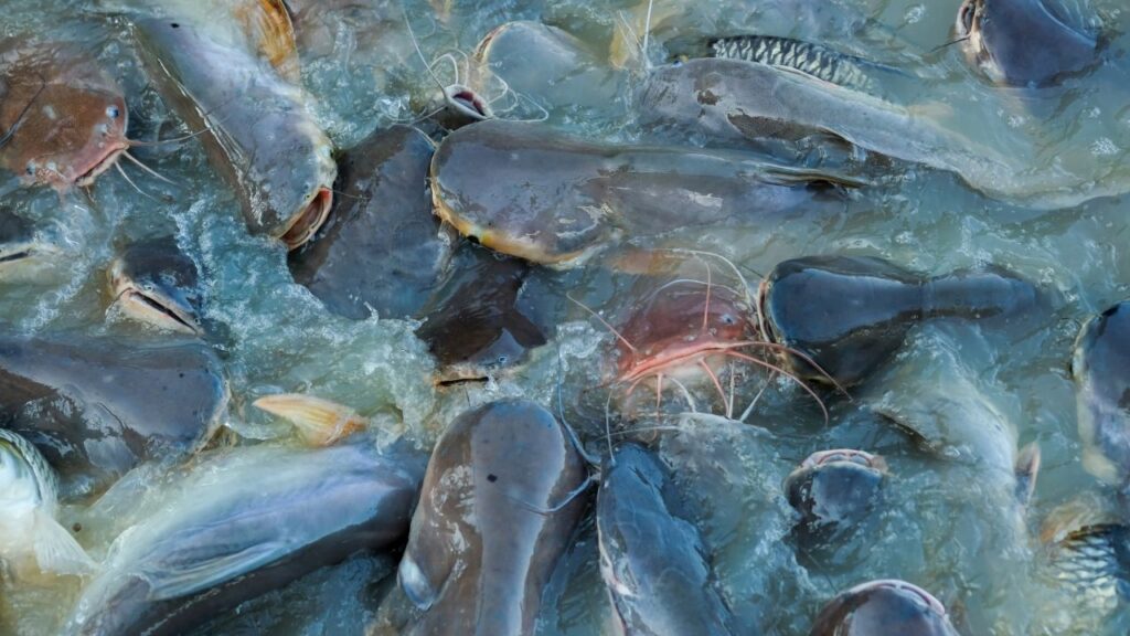 गिलरॉट बीमारी: यह बीमारी मछलियों के गलफड़ों पर हमला करती है जिससे वे सही तरह से सांस नहीं ले पातीं. लंबे समय तक रहने पर यह घातक साबित हो सकती है. बचाव के लिए मछलियों को समय-समय पर एंटी ब्राइन घोल में नहलाना बहुत जरूरी है.