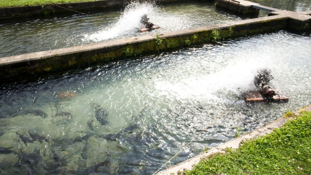 मछलियों को पारासाइटिक संक्रमण से बचाने के लिए फीड में प्रति किलो 10 ग्राम नमक मिलाना लाभकारी होता है. इससे उनकी रोग प्रतिरोधक क्षमता बढ़ती है और संक्रमण से लड़ने में मदद मिलती है. मछलियों को पारासाइटिक संक्रमण से बचाने के लिए फीड में प्रति किलो 10 ग्राम नमक मिलाना लाभकारी होता है. इससे उनकी रोग प्रतिरोधक क्षमता बढ़ती है और संक्रमण से लड़ने में मदद मिलती है.