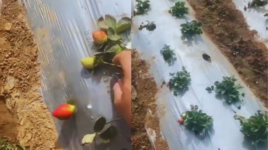 यह फार्म हाउस एक हरा-भरा बगीचा है जहां पपीता, स्ट्रॉबेरी, तरबूज, अमरूद, अनानास और ड्रैगन फ्रूट जैसी फसलों की खेती की जाती है. रास्तों के दोनों ओर कई किस्मों के आम के पेड़ लगे हुए हैं, जो फार्म की खूबसूरती को और भी बढ़ाते हैं.