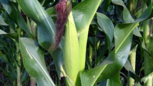 पंजाब में मक्के की बुवाई शुरू, PAU ने बीज विक्रेताओं के लिए जारी किए जरूरी दिशा-निर्देश पंजाब में मक्के की बुवाई शुरू, PAU ने बीज विक्रेताओं के लिए जारी किए जरूरी दिशा-निर्देश