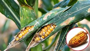 कीटों के प्रकोप से खराब नहीं होगी फसल, कोर्टेवा ने मक्का-कपास और मिर्च के लिए प्रोडक्ट अपडेट किया