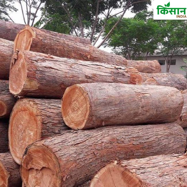Malabar Neem Farming