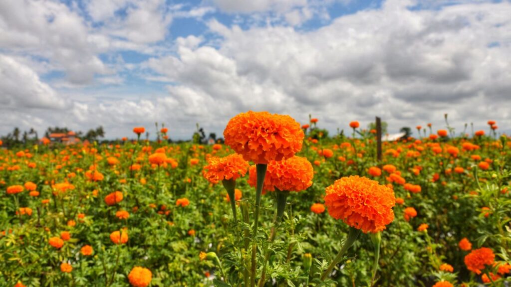 आंखों के नीचे के काले घेरे आपकी खूबसूरती पर असर डालते हैं. गेंदे के फूल में मौजूद पोषक तत्व आंखों के चारों ओर की थकी हुई त्वचा को आराम देते हैं और डार्क सर्कल्स को धीरे-धीरे कम करते हैं. इसके रस को कॉटन में लेकर हल्के हाथों से डार्क एरिया पर लगाएं और कुछ देर के लिए छोड़ दें.