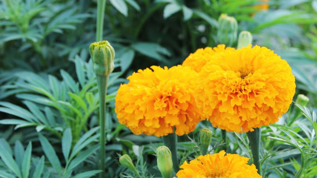 गेंदे का फूल महिलाओं के पीरियड्स के दौरान होने वाले पेट दर्द, ऐंठन और मूड स्विंग्स जैसी समस्याओं को कम कर सकता है. इसके रस को घी के साथ मिलाकर लेने से हार्मोनल बैलेंस बेहतर होता है और मासिक धर्म के लक्षणों से राहत मिलती है.