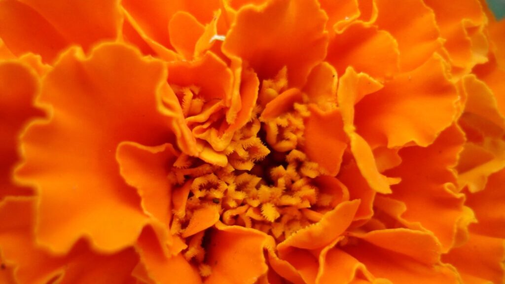 अगर आपके बाल झड़ रहे हैं या कमजोर हो रहे हैं, तो गेंदे के फूल से बना हेयर मास्क बेहद असरदार हो सकता है. गेंदे के फूलों को नारियल तेल में गर्म करके बालों की जड़ों में मालिश करें. इससे स्कैल्प में ब्लड सर्कुलेशन बेहतर होता है और बालों की ग्रोथ में तेजी आती है.