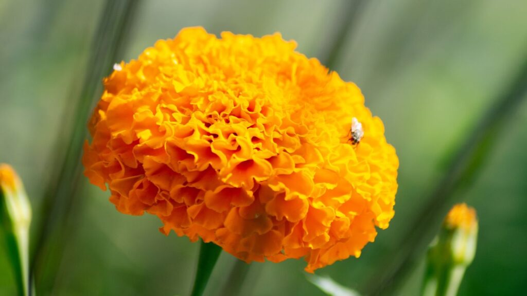 अगर आप गेंदा गमले में लगा रहे हैं तो ध्यान रखें कि गमले में पानी निकलने के लिए छेद होना चाहिए. गमले में पानी रुकने से पौधे की जड़ें जल्दी खराब हो जाती हैं और पौधा मुरझाने लगता है. इसलिए गमले की मिट्टी हमेशा ढीली और पानी निकालने योग्य रखें. 