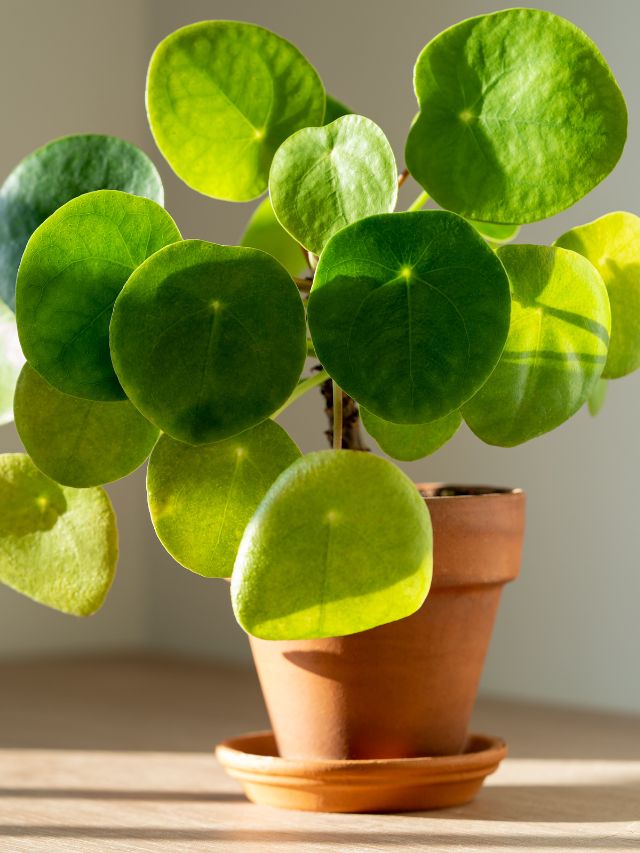 मनी प्लांट मुरझा रहा है? ये छोटा उपाय पौधे को कर देगा ग्रीन!