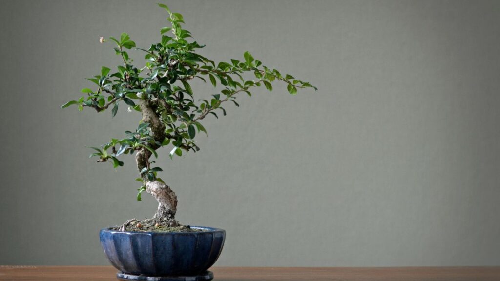 Pachira / Money Tree (पचिरा / मनी ट्री): मनी ट्री को सकारात्मक ऊर्जा और समृद्धि से जोड़कर देखा जाता है. इसके तनों को आसानी से गूंथा जा सकता है और इसे ज्यादा देखभाल की जरूरत नहीं होती.
Pachira / Money Tree (पचिरा / मनी ट्री): मनी ट्री को सकारात्मक ऊर्जा और समृद्धि से जोड़कर देखा जाता है. इसके तनों को आसानी से गूंथा जा सकता है और इसे ज्यादा देखभाल की जरूरत नहीं होती.