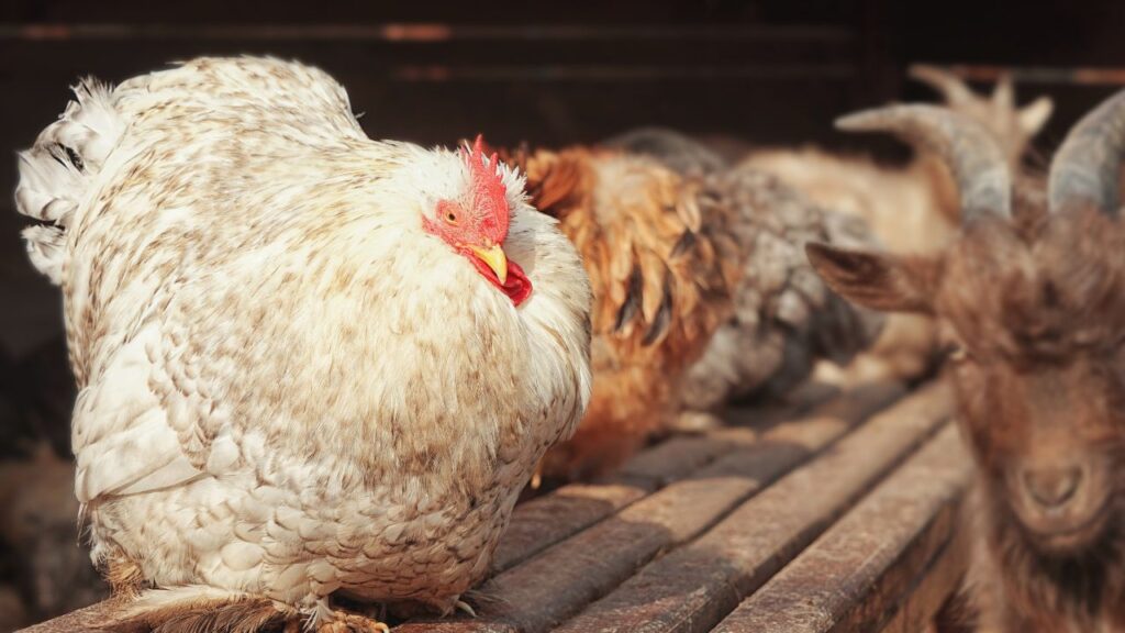 इससे अलग से दाना डालने की जरूरत कम हो जाती है और प्रति मुर्गी 30–40 ग्राम दाना रोज़ाना बचता है, जो महीने के हिसाब से हजारों रुपये की बचत है.