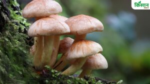 मशरूम उत्पादन में सबसे आगे है बिहार, दूधिया मशरूम की सबसे ज्यादा खेती
