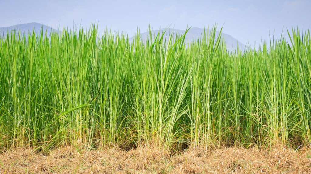 नेपियर घास को एक बार बोने के बाद 10 साल तक बार-बार बोने की जरूरत नहीं होती. ऐसे में किसानों की मेहनत और लागत दोनों कम हो जाती हैं. नेपियर घास को एक बार बोने के बाद 10 साल तक बार-बार बोने की जरूरत नहीं होती. ऐसे में किसानों की मेहनत और लागत दोनों कम हो जाती हैं.