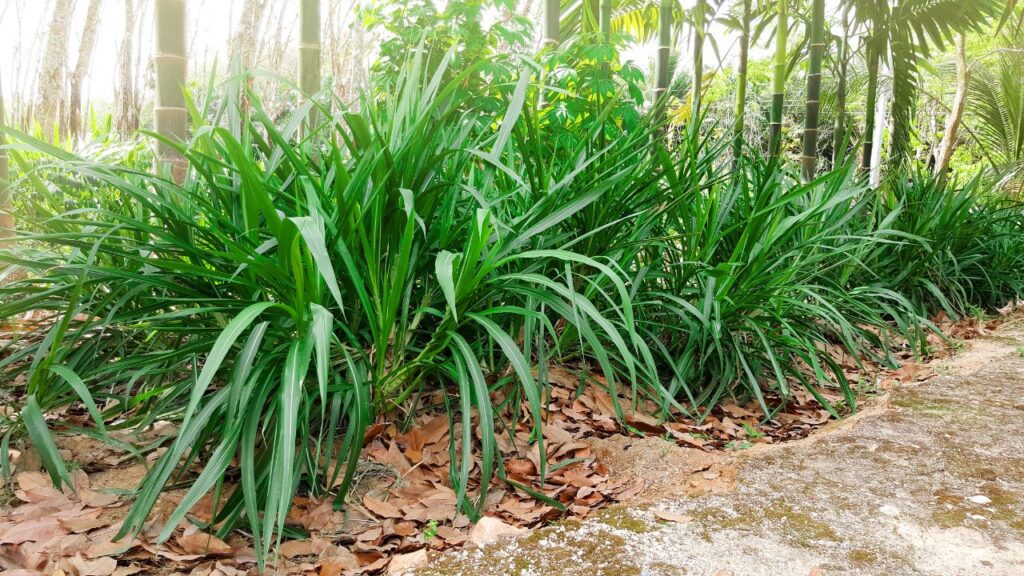 नेपियर घास के पत्ते 100-120 सेंटीमीटर लंबे और 6-8 सेंटीमीटर चौड़े होते हैं, जो अधिक चारा उपलब्ध कराते हैं और पशुओं की भूख संतुष्ट करते हैं. नेपियर घास के पत्ते 100-120 सेंटीमीटर लंबे और 6-8 सेंटीमीटर चौड़े होते हैं, जो अधिक चारा उपलब्ध कराते हैं और पशुओं की भूख संतुष्ट करते हैं.