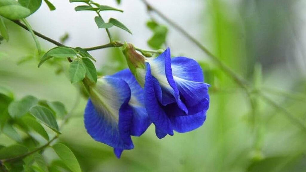 How to Make Your Aparajita Plant Bloom: Easy Tips for Healthy Growth and Flowers