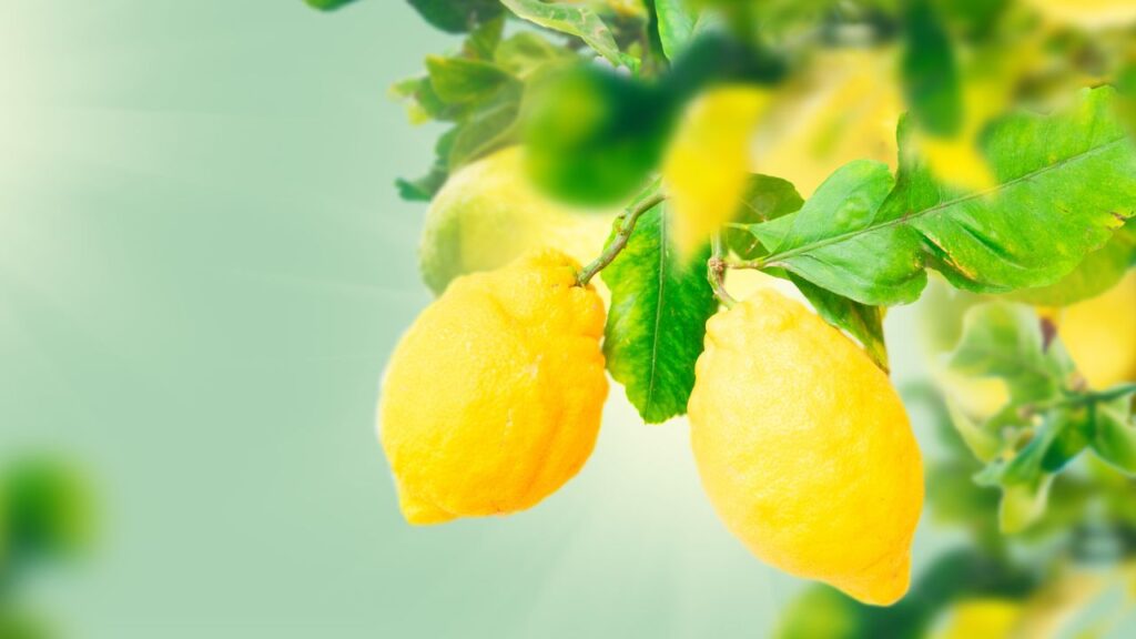 इसके लिए सबसे पहले 1 लीटर पानी में एक चुटकी ह्यूमिक एसिड मिलाकर घोल तैयार करें. इस घोल को महीने में एक बार पौधे की जड़ों के पास मिट्टी में डालें. इससे पौधा तेजी से पोषण लेता है. इसके लिए सबसे पहले 1 लीटर पानी में एक चुटकी ह्यूमिक एसिड मिलाकर घोल तैयार करें. इस घोल को महीने में एक बार पौधे की जड़ों के पास मिट्टी में डालें. इससे पौधा तेजी से पोषण लेता है.