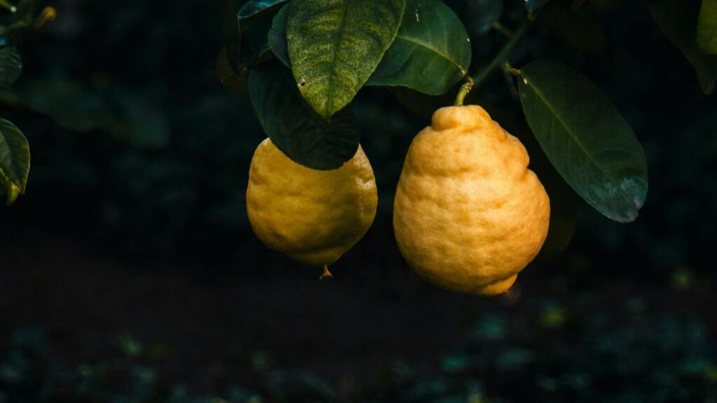 ह्यूमिक एसिड एक प्राकृतिक जैविक पदार्थ है जो पुराने पेड़-पौधों के सड़ने से बनता है. इसे नींबू के पौधे की मिट्टी में डालने से जड़ें मजबूत होती हैं और पौधा तेजी से फल देने लगता है. ह्यूमिक एसिड एक प्राकृतिक जैविक पदार्थ है जो पुराने पेड़-पौधों के सड़ने से बनता है. इसे नींबू के पौधे की मिट्टी में डालने से जड़ें मजबूत होती हैं और पौधा तेजी से फल देने लगता है.