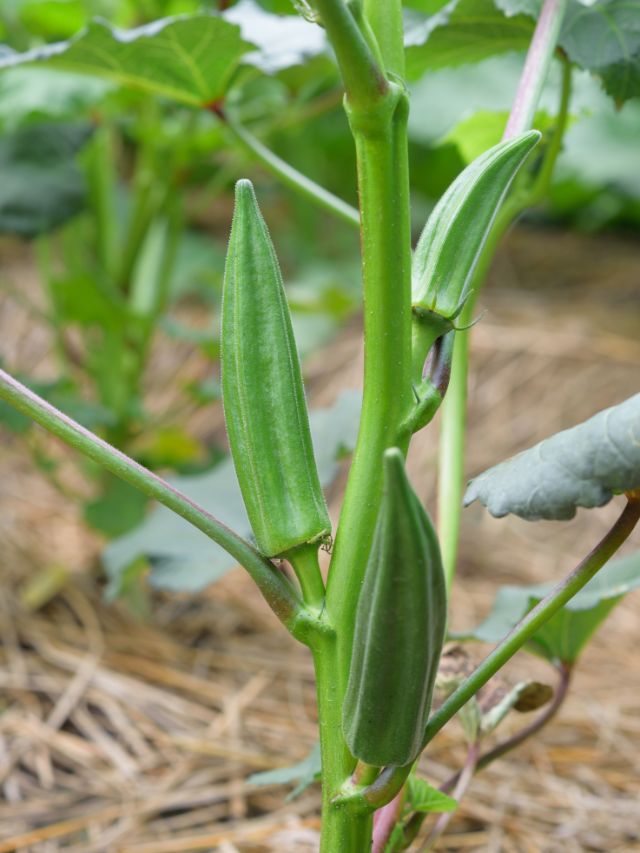 40 दिन में तैयार हो जाती है भिंडी की ये फसल! जानें