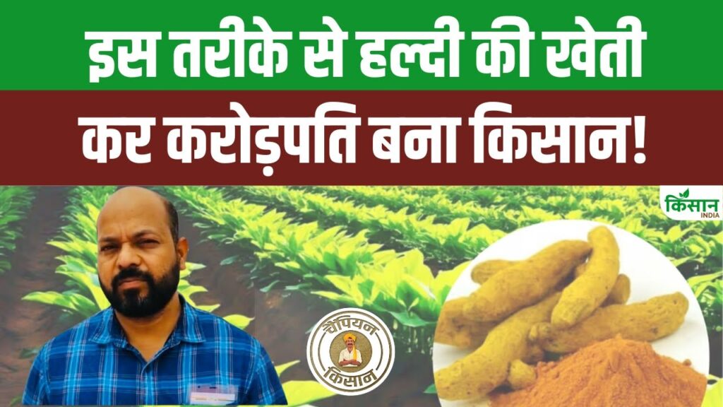 Organic Turmeric farming