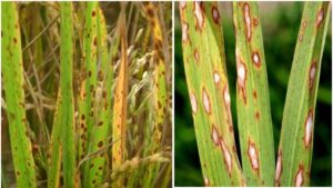 धान की फसल में फैली गंभीर बीमारी, मार्केट में नहीं है इसकी दवा.. वैज्ञानिकों ने बताए बचाव के उपाय