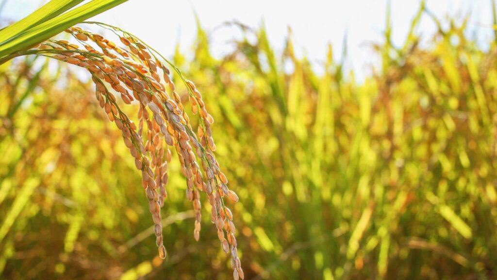 जल जमाव को रोकने के लिए खेत में नियमित रूप से पानी निकासी की व्यवस्था करनी चाहिए ताकि जड़ गलन रोग का खतरा कम हो और फसल स्वस्थ रहे. जल जमाव को रोकने के लिए खेत में नियमित रूप से पानी निकासी की व्यवस्था करनी चाहिए ताकि जड़ गलन रोग का खतरा कम हो और फसल स्वस्थ रहे.