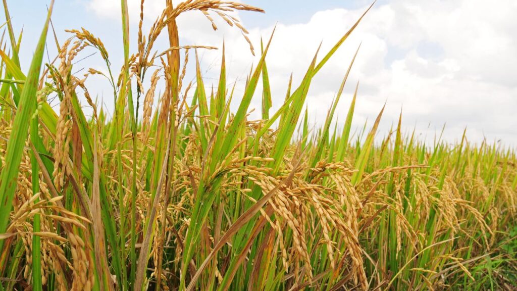 इस बार किसानों को ‘ग्रेड A’ धान के लिए 2,545 रुपये मिलेंगे.
(फोटो- Canva) इस बार किसानों को ‘ग्रेड A’ धान के लिए 2,545 रुपये मिलेंगे.
(फोटो- Canva)