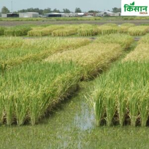 Rice Production