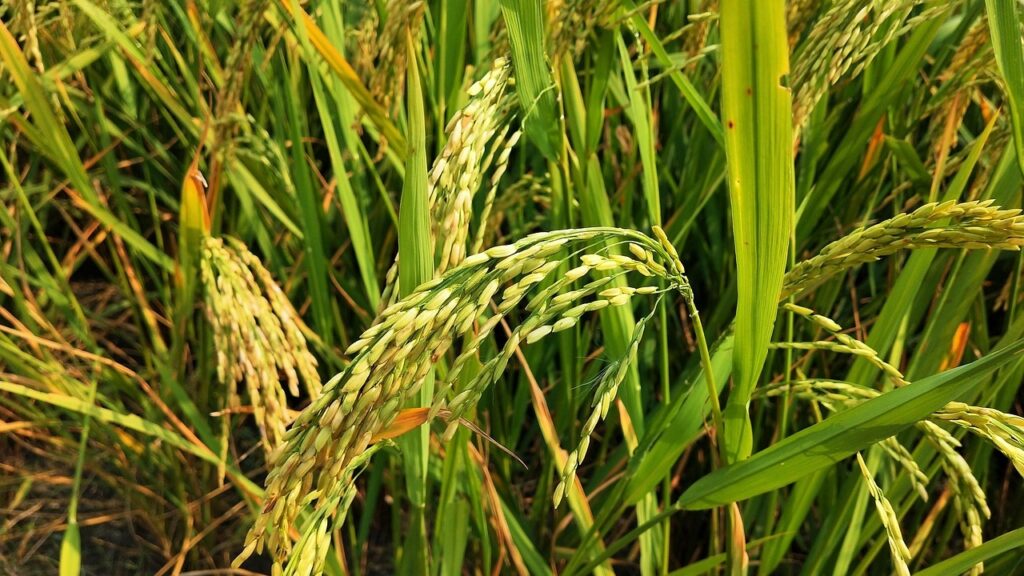 Rice Fields at Risk: Study Shows Arsenic Levels Rising Due to Climate Change