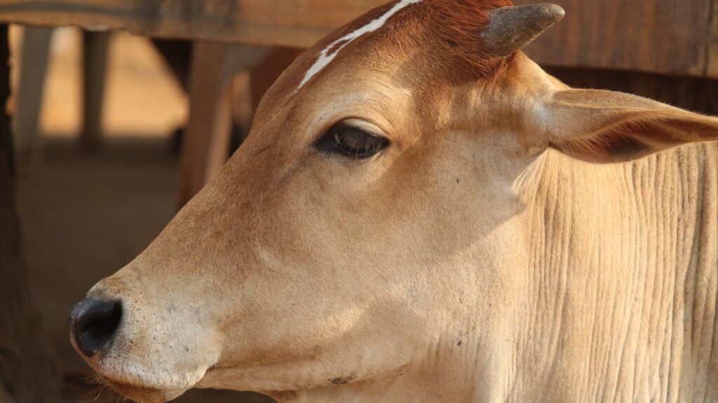 दाने और चारे के साथ खल जैसे प्रोटीन-समृद्ध आहार शामिल करें, जिससे बछड़े के विकास के लिए आवश्यक पोषक तत्व मिल सकें. दाने और चारे के साथ खल जैसे प्रोटीन-समृद्ध आहार शामिल करें, जिससे बछड़े के विकास के लिए आवश्यक पोषक तत्व मिल सकें.