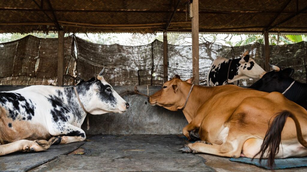 पंचायत से मंजूरी मिलने के बाद आप अपने पशु शेड का निर्माण कार्य शुरू कर सकते हैं. आप खुद भी इसमें श्रमिक के तौर पर काम कर सकते हैं. मजदूरी का भुगतान सीधे आपके बैंक खाते में आता है, जबकि निर्माण सामग्री पंचायत द्वारा तय बजट के अनुसार दी जाती है. निर्माण पूरा होने पर अंतिम निरीक्षण होता है और फिर आप शेड का उपयोग शुरू कर सकते हैं. पंचायत से मंजूरी मिलने के बाद आप अपने पशु शेड का निर्माण कार्य शुरू कर सकते हैं. आप खुद भी इसमें श्रमिक के तौर पर काम कर सकते हैं. मजदूरी का भुगतान सीधे आपके बैंक खाते में आता है, जबकि निर्माण सामग्री पंचायत द्वारा तय बजट के अनुसार दी जाती है. निर्माण पूरा होने पर अंतिम निरीक्षण होता है और फिर आप शेड का उपयोग शुरू कर सकते हैं.