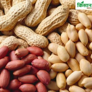 Groundnut Farming
