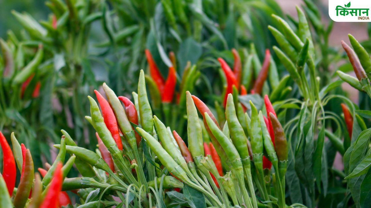 नाव जैसी मुड़ सकती है मिर्च की पत्तियां, इन दो महीनों में पौधों का रखें खास खयाल नाव जैसी मुड़ सकती है मिर्च की पत्तियां, इन दो महीनों में पौधों का रखें खास खयाल