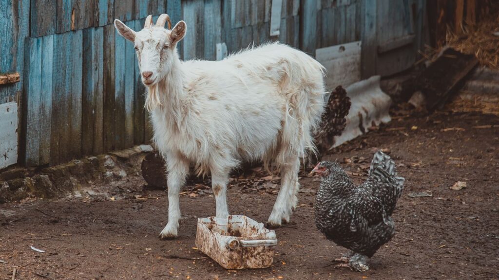 पारंपरिक तरीके से अलग-अलग पशु पालने पर खर्च अधिक होता है. लेकिन जब बकरी और मुर्गी को एक साथ पाला जाता है तो बकरियों का बचा चारा मुर्गियां खा लेती हैं. 