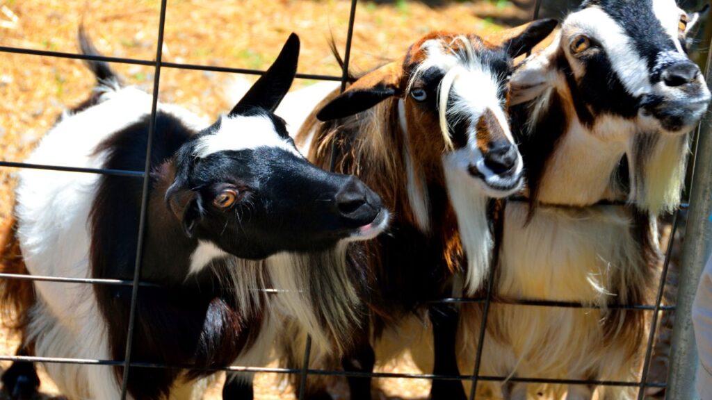 बकरी और मुर्गी के लिए एक ही शेड बनाना काफी फायदेमंद है. इसे बीच में जाली लगाकर दो हिस्सों में बांटा जा सकता है. जब बकरियां बाहर जाती हैं, तो गेट खोलकर मुर्गियों को अंदर आने दिया जा सकता है ताकि वे बचा चारा खा लें. इससे सफाई की मेहनत भी कम होती है.